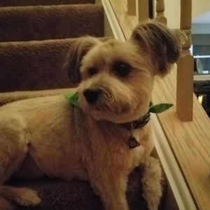 Meet your Posher, Suzanne